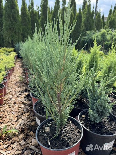 Можжевельник