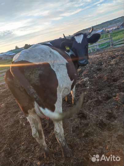Корова дойная
