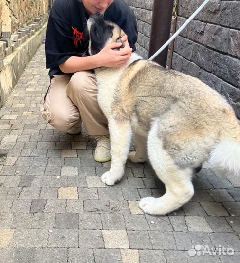 Выгул собак