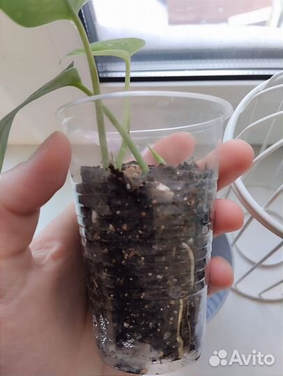 Сциндапсус сильвер энн