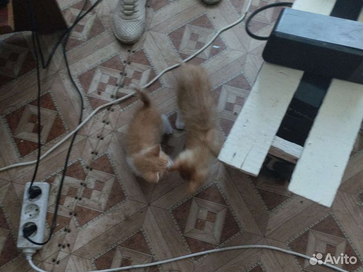 Отдам бесплатно в хорошие руки