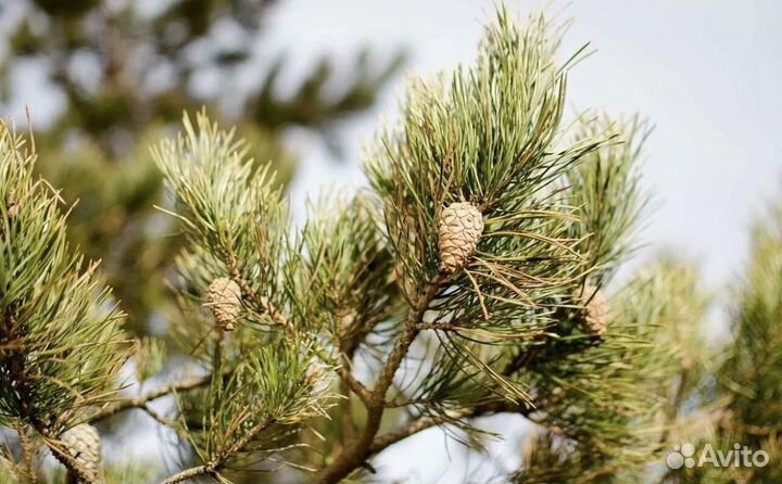 Сосна крымская морозоустойчивая