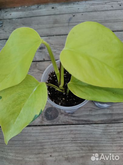 Сциндапсус, эпипренум, пиперомия, ктенанта