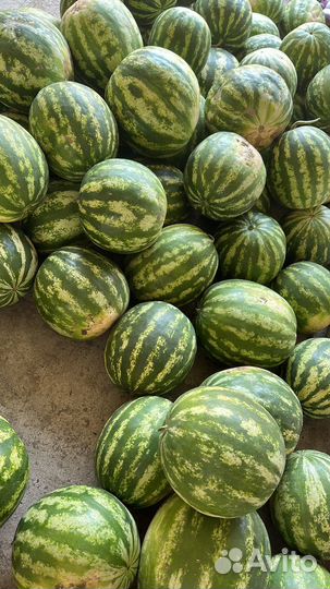 Арбуз домашний