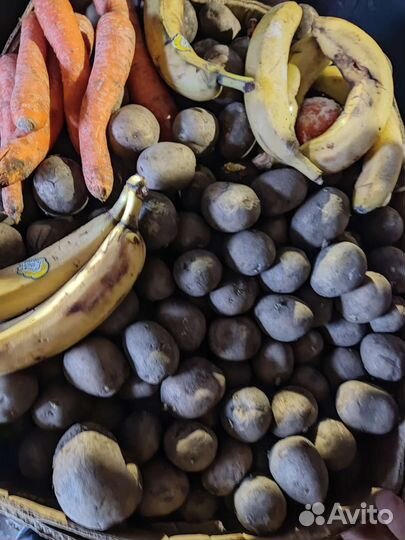 Корм для животных