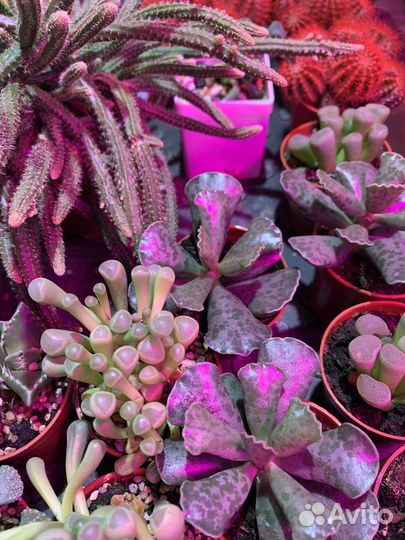 Кактусы суккуленты