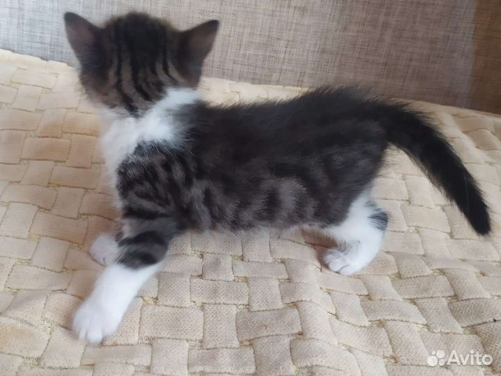 Котенок мальчик