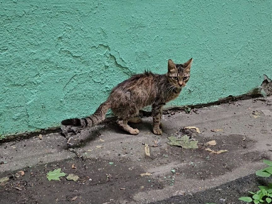 Последний шанс для кошки Сели