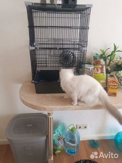 Хомяк ручной