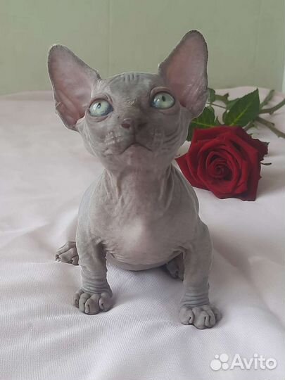 Очаровашка