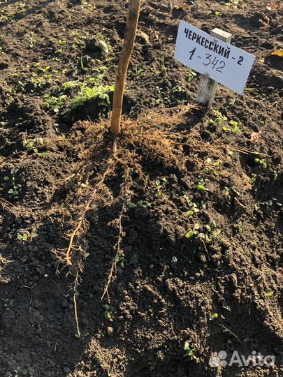 Саженцы фундука