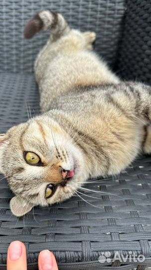 Уникальная кошка