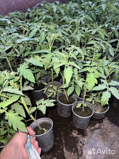 Рассада помидор