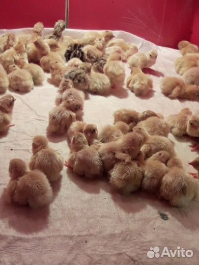 Перепела Техасцы и Фениксы Яйцо