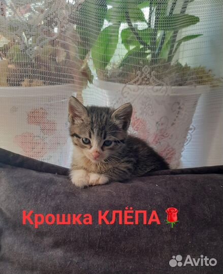 Котята в самые добрые руки