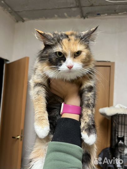 Трехцветная пушистая кошка ласковая