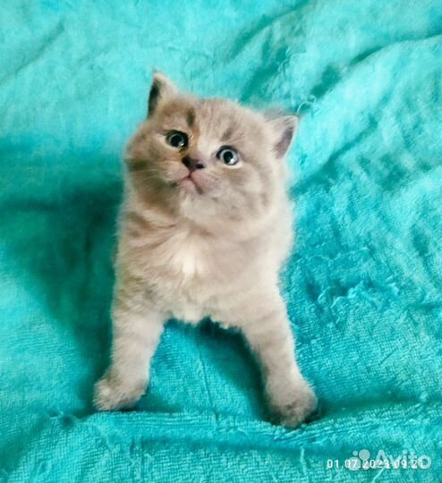 Шотландские плюшевые котята