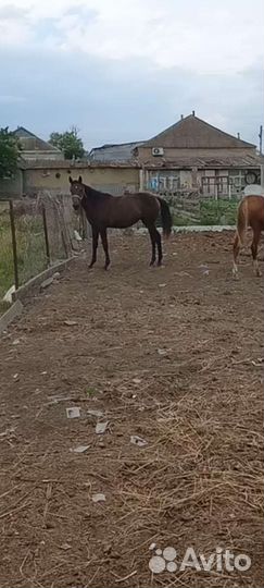 Продаётся кобылка