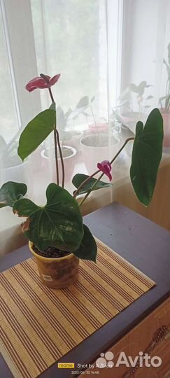 Антуриум cavalli