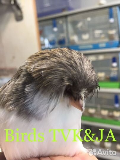 Кенара и канарейки царь канареек крест бред