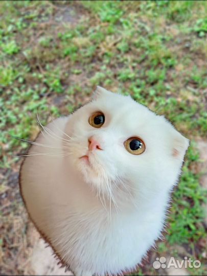 Шотландский котенок-мальчик в дар