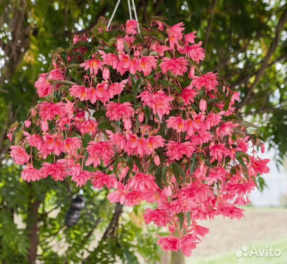 Бегония клубневая,ампельная Фанки
