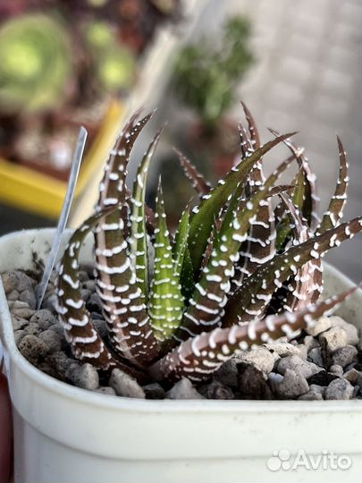 Хавортии вариегатные сортовые