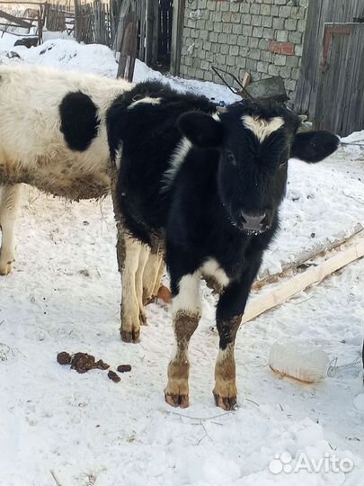 Бык и телочка 7 месяцев