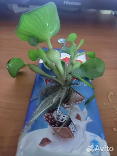 Водный гиацинт