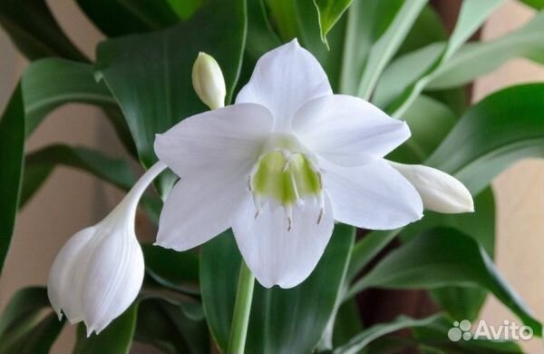 Эухарис или амазонская лилия