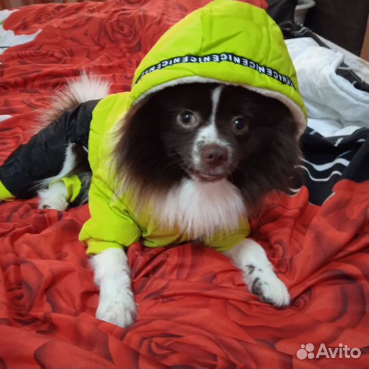 Померанский шпиц мини