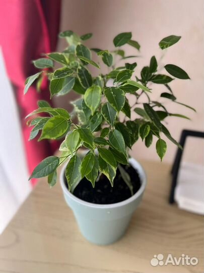 Бенджамина