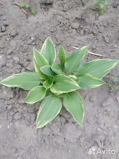 Растения для сада