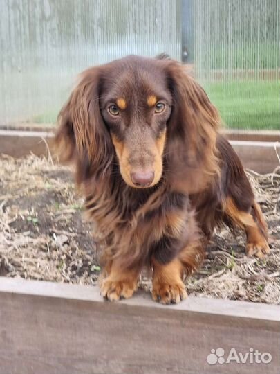 Вязка такса