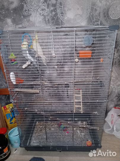 Корелла с клеткой