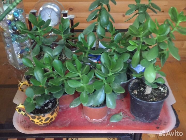 Комнатные цветы