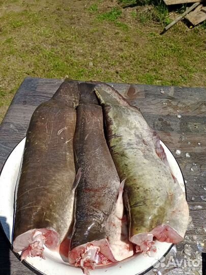 Свежая рыба