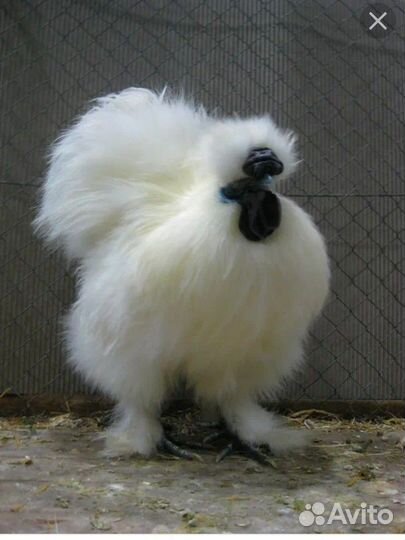 Китайская хохлатая пуховая