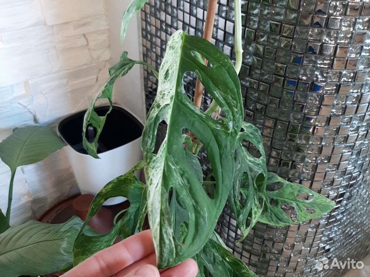 Монстера Adansonii Indonesia mint