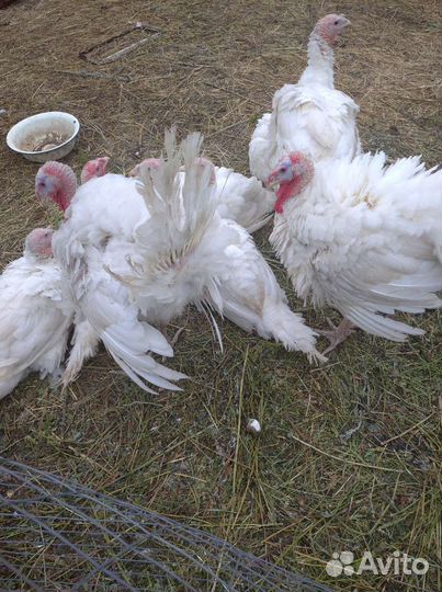 Мясо индейки