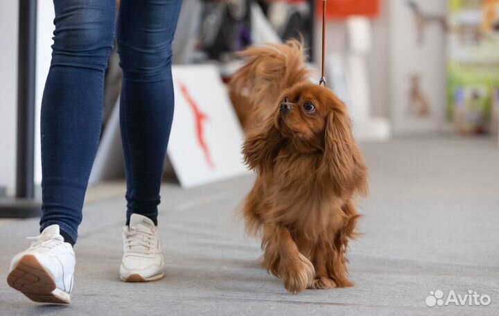 Вязка Кавалер кинг чарльз спаниель