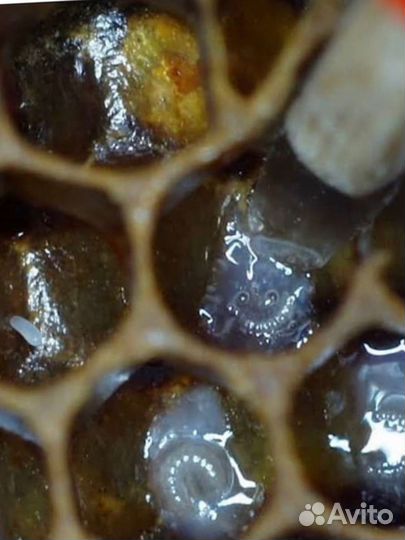 Пчеломатки бакфаст карника