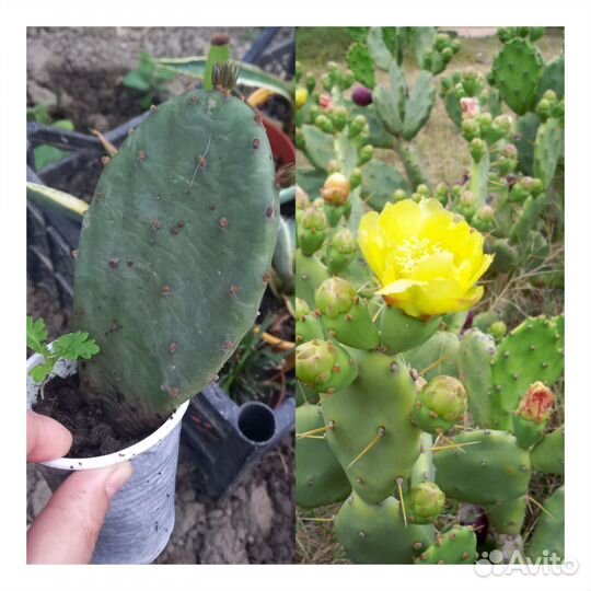 Хлорофитум Бони кучерявый