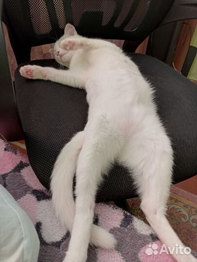 Коты в добрые руки