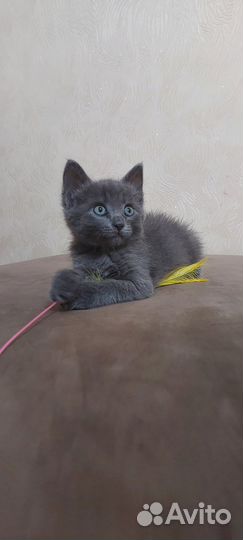 Котенок в добрые руки