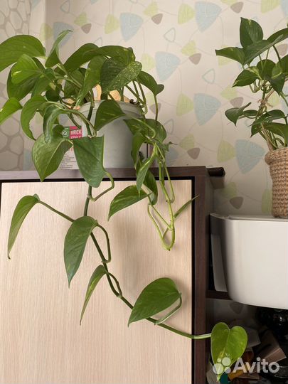 Сциндапсус, фикус, толстянка, ктенанта