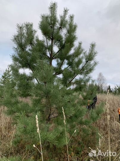 Саженцы ели, сосны, с комом земли, 3,4,5 метров