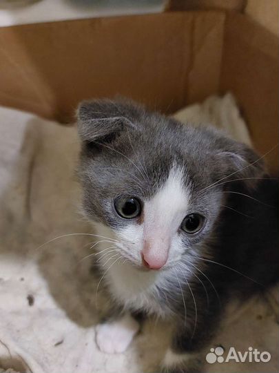 Котик вислоухий