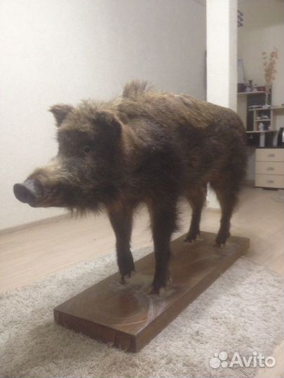 Чучело кабана