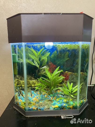 Аквариум